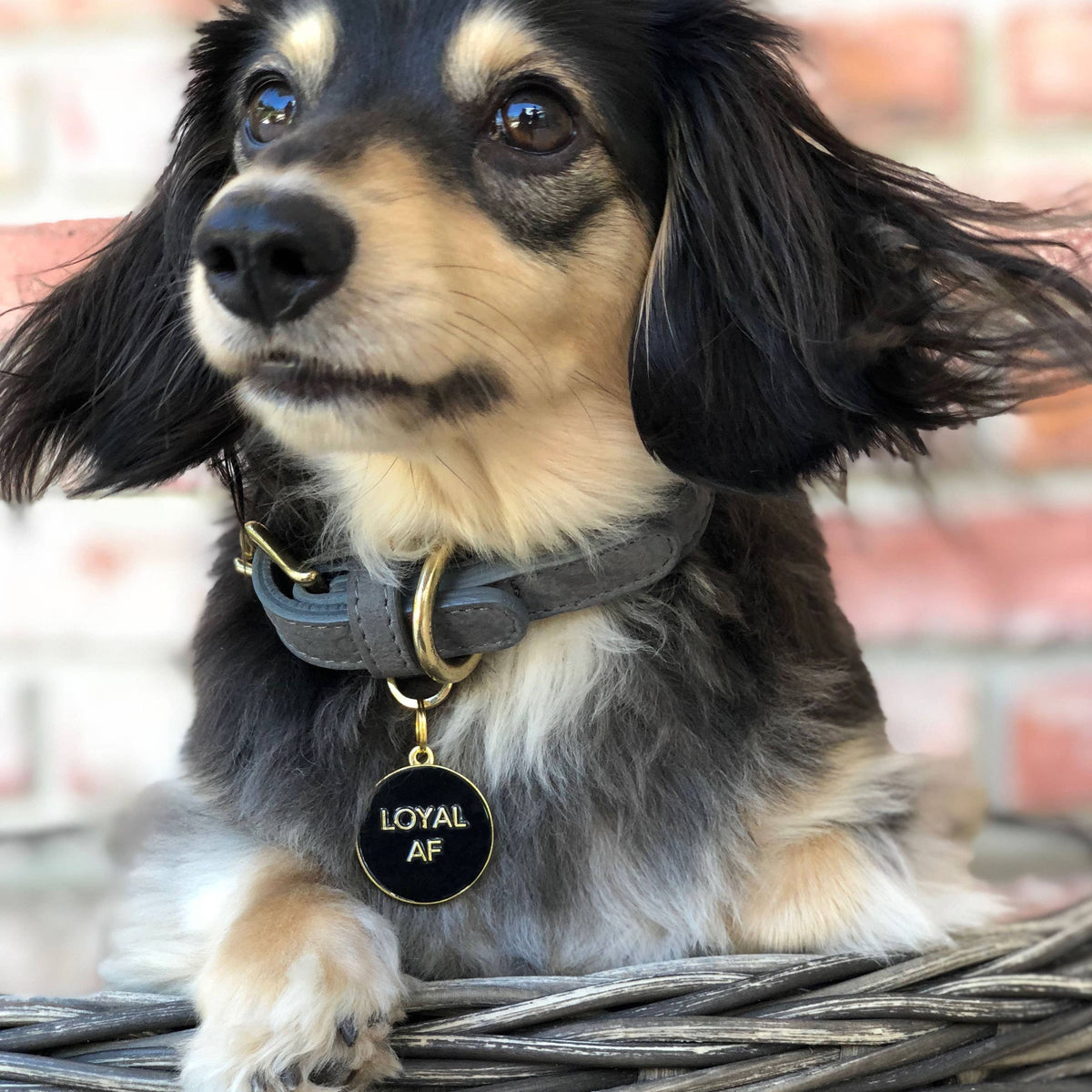 Loyal AF Pet Tag